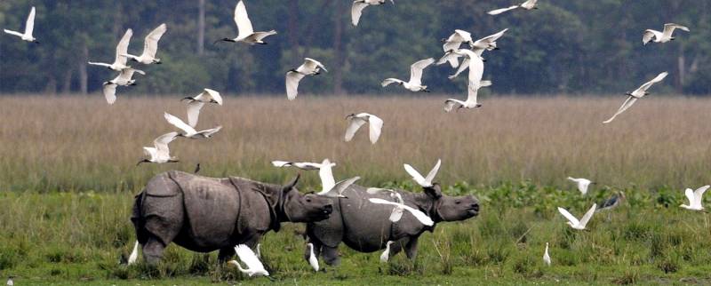 4 Nights and 5 days Kaziranga Shillong Tour