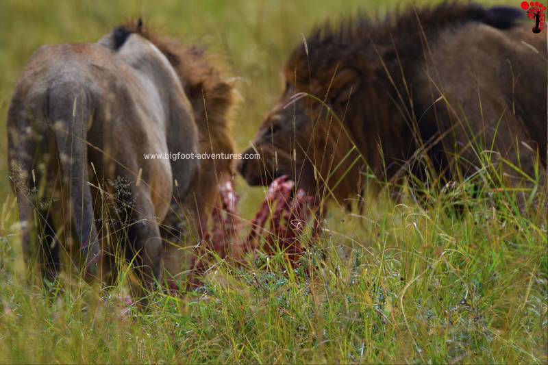 Nairobi National Park, David Sheldrick Wildlife Trust, Giraffe Center and Karen Blixen Museum Day