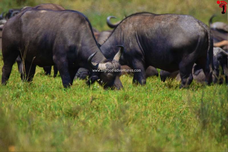 Nairobi National Park, David Sheldrick Wildlife Trust, Giraffe Center and Karen Blixen Museum Day