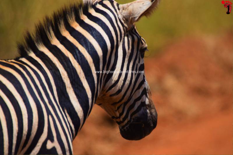 Nairobi National Park, David Sheldrick Wildlife Trust, Giraffe Center and Karen Blixen Museum Day