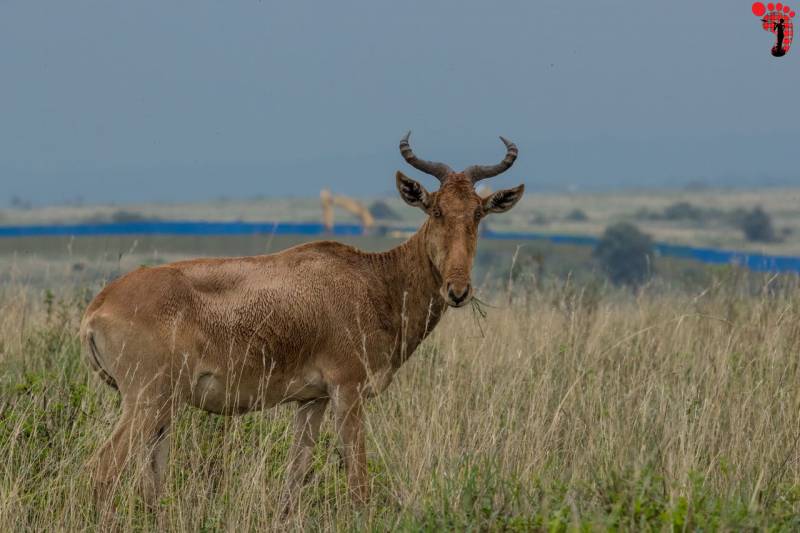 Nairobi National Park, David Sheldrick Wildlife Trust, Giraffe Center and Karen Blixen Museum Day