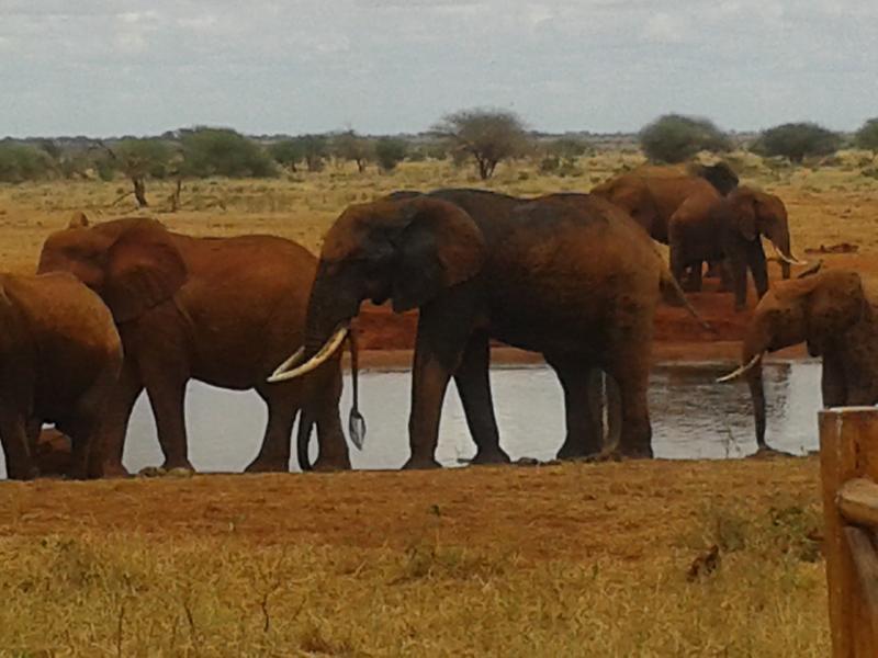 Red Elephant Safari