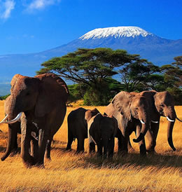 1 Day Amboseli Budget And Luxury Tour Package Image