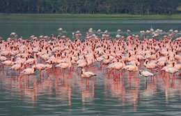 2 Days Nairobi To Lake Nakuru National Park Kenya Safari Tour Image