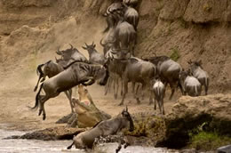 5 Days Masai Mara And Lake Nakuru Budget And Luxury Safari Tour Image