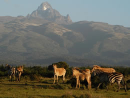 5D Samburu - Mount Kenya - Lake Nakuru - Masai Mara Budget - Luxury Safari Tour