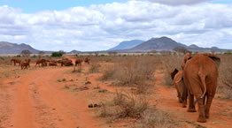 1 Days Tsavo East Budget And Safari Luxury Tour From Mombasa Image