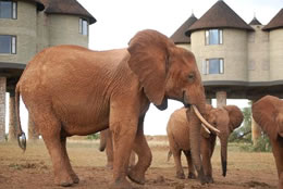 2D Tsavo East - Taita Game Sanctuary Budget And Luxury Safari Tour From Mombasa Image
