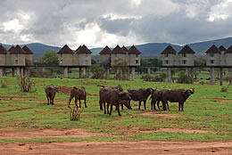 2D Ngutuni Sanctuary - Taita Game Sanctuary Budget - Luxury Safari Tour From Mombasa Image