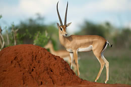 3D Tsavo East - Taita Sanctuary Budget - Luxury Safari Tour From Mombasa Image