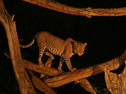 4D Tsavo East - Tsavo West - Taita Sanctuary Budget - Luxury Tour From Mombasa Image
