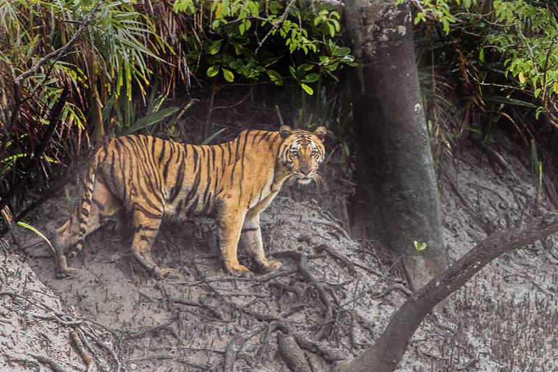 Sundarban Tour 3 Day 2 Nights - Adventure in the Jungle