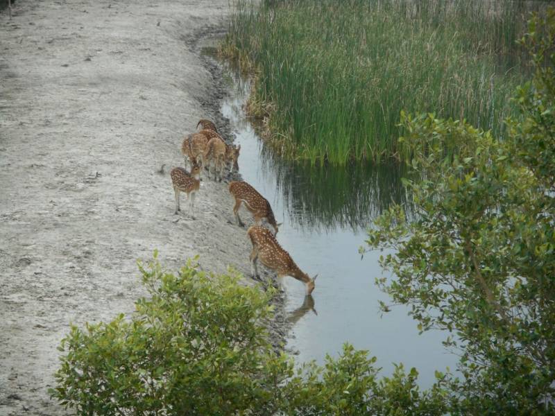 Sundarban Tour 3 Day 2 Nights - Adventure in the Jungle