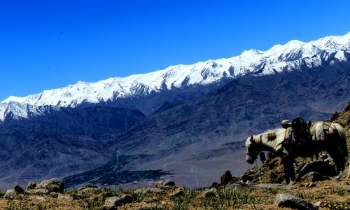 Markha Valley Trek Tour 14 Days