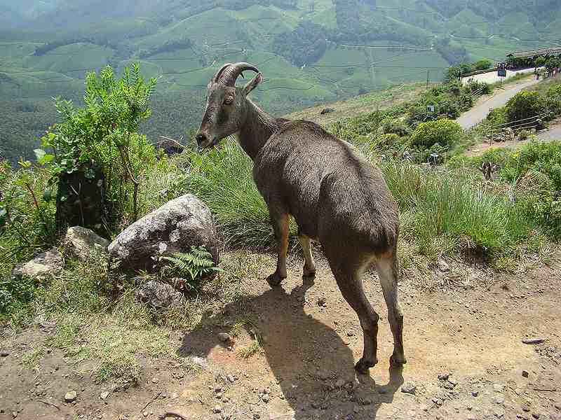 Crossing The Sanj Wild Life Sanctuary To Tirthan W.c. Tour