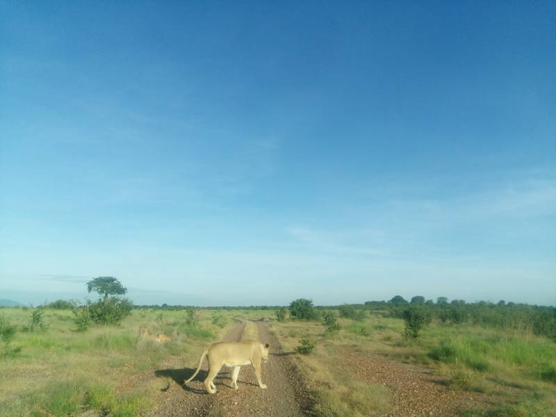 Ruaha Safari Game