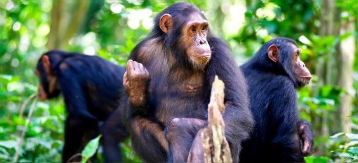 3 Days Gombe Chimpanzee Trekking Tour