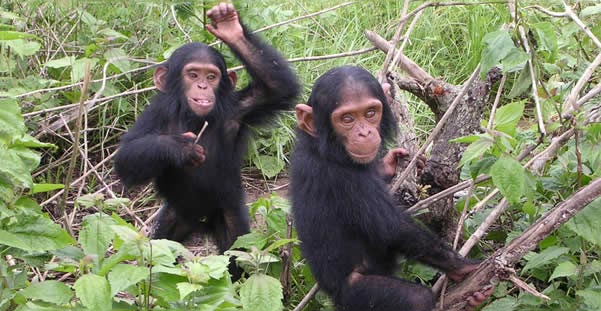 3 Days Gombe Chimpanzee Trekking Tour