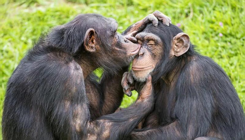 3 Days Gombe Chimpanzee Trekking Tour