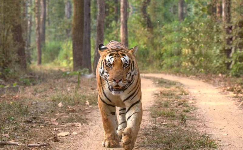 Day Visit Jungle Safari Tour