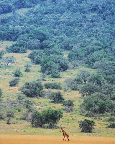 1-day Rwanda Gorilla Tour