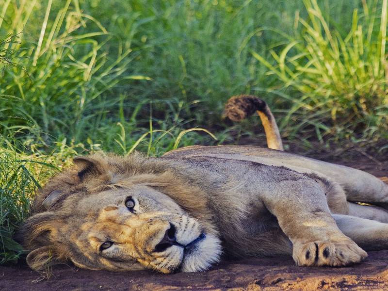 1-day Rwanda Gorilla Tour