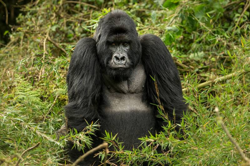 1-day Rwanda Gorilla Tour