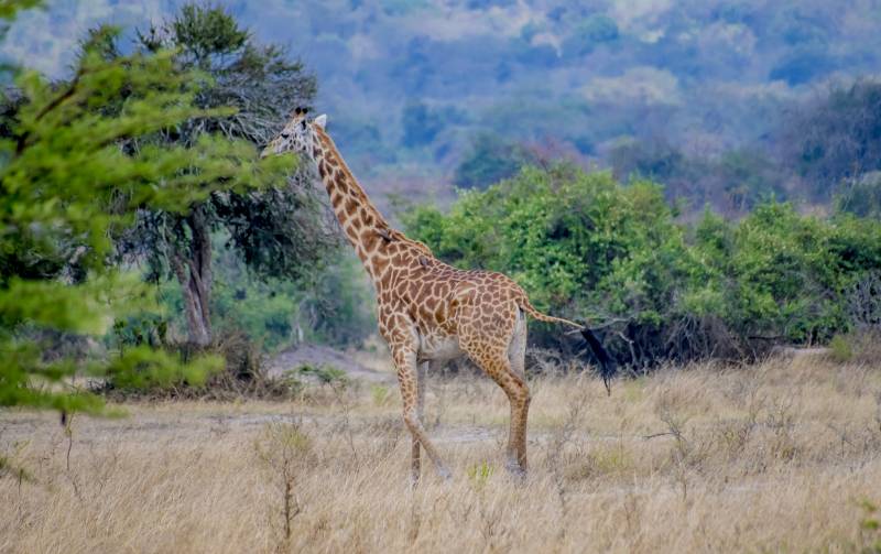 1-Day Akagera National Park Safari