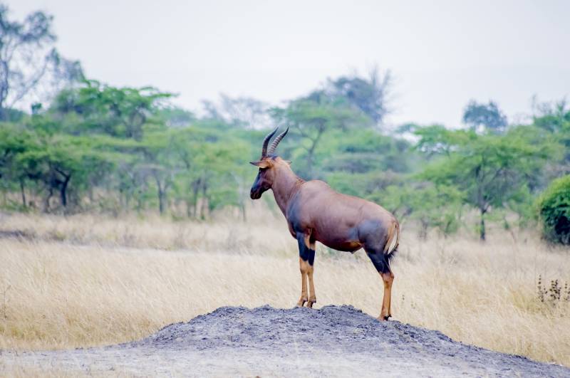 1-Day Akagera National Park Safari