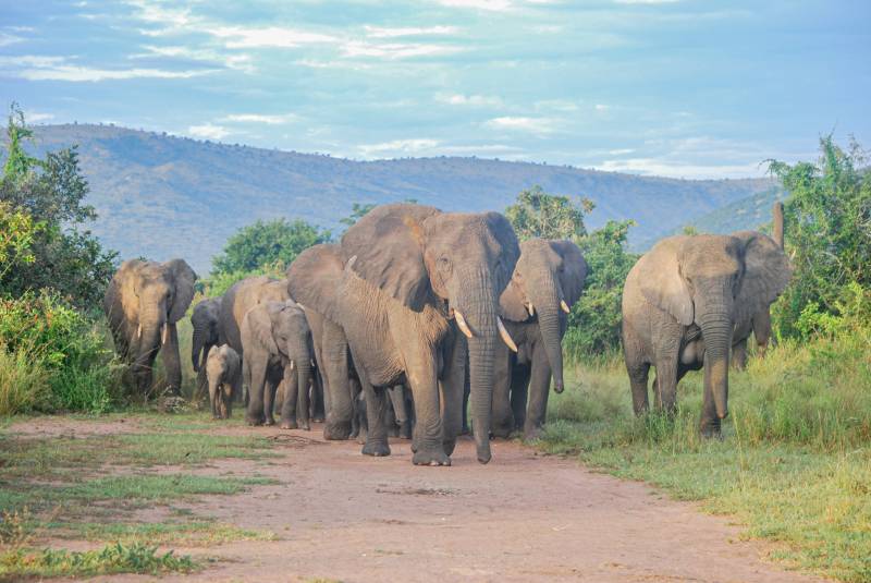 1-Day Akagera National Park Safari