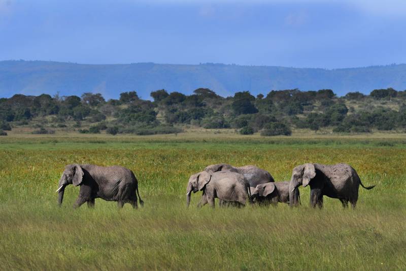 1-Day Akagera National Park Safari