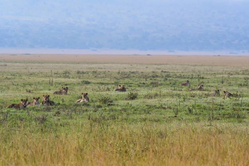 1-Day Akagera National Park Safari
