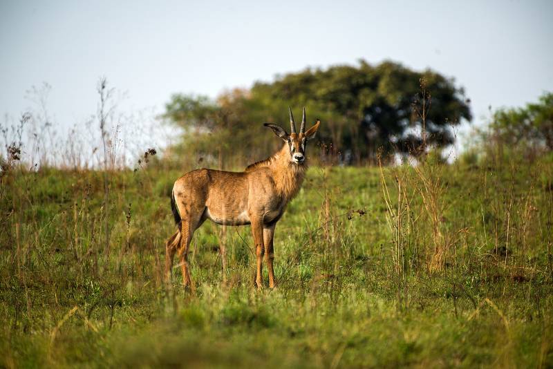 1-Day Akagera National Park Safari