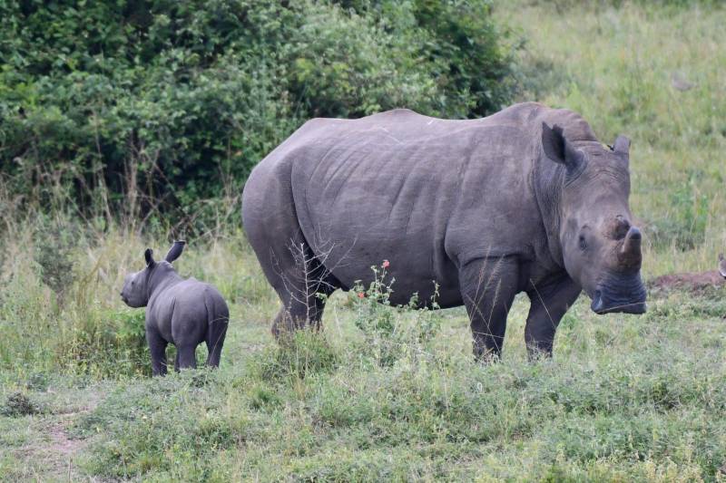 1-Day Akagera National Park Safari