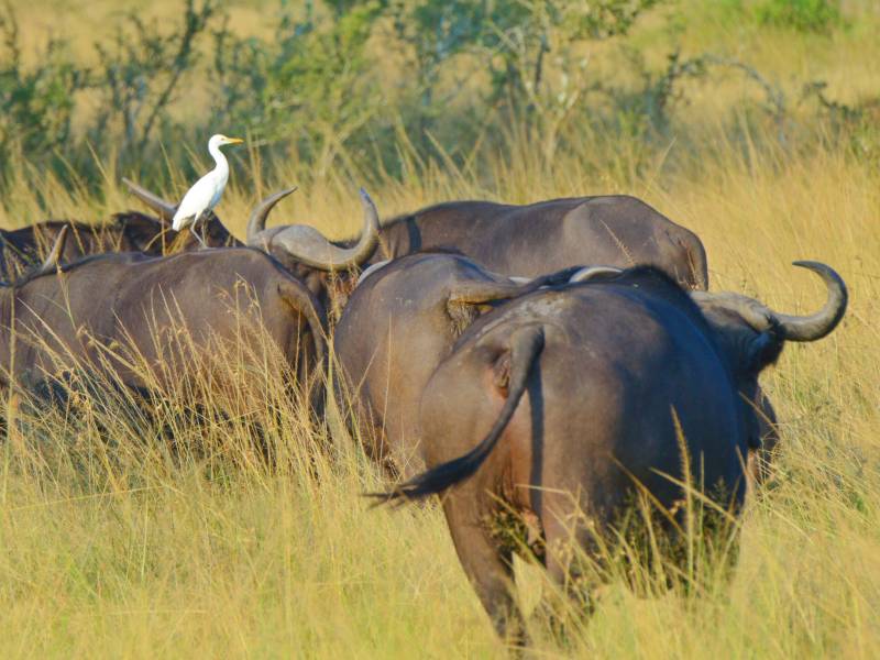 1-Day Akagera National Park Safari