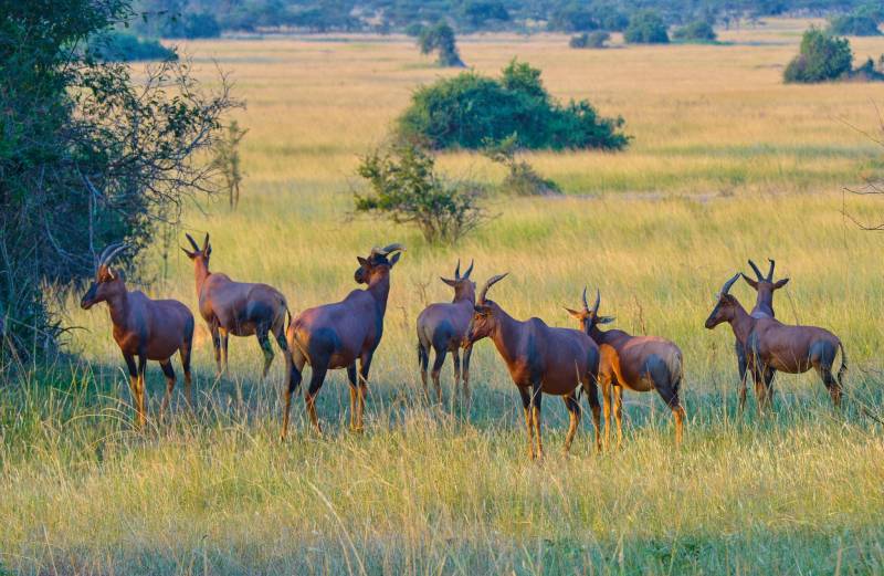 1-Day Akagera National Park Safari