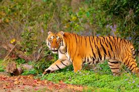 Sundarban Tour Package 2 Days
