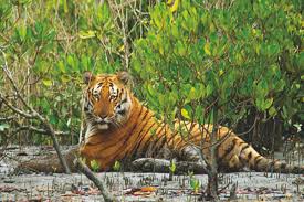 Sundarban  Tour Package 3 days