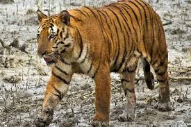 Sundarban Tour Package 2 Days
