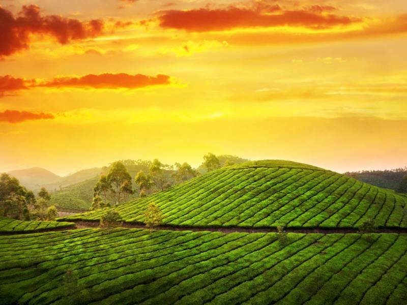 Best of Kerala Tour 7 Days