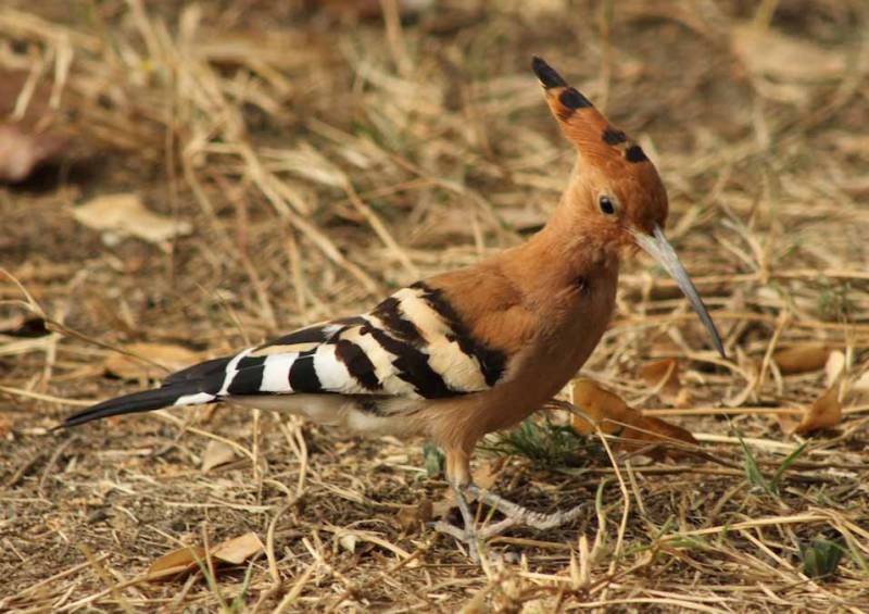 5 Nights and 6 Days Tour to the Crust of the Earth, the Gate Way to Hell and Africa's Jerusalem