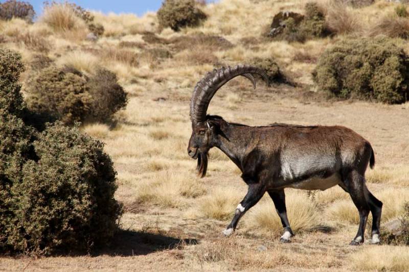 7 Nights and 8days Trek to the Summit of Ethiopia's Highest Pick Ras Dashen Tour