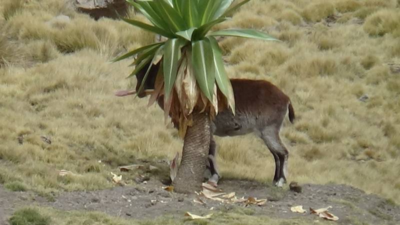 2 Nights/3 Days Trekking the Spectacular Simien Mountains