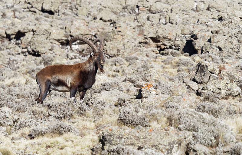 2 Nights/3 Days Trekking the Spectacular Simien Mountains