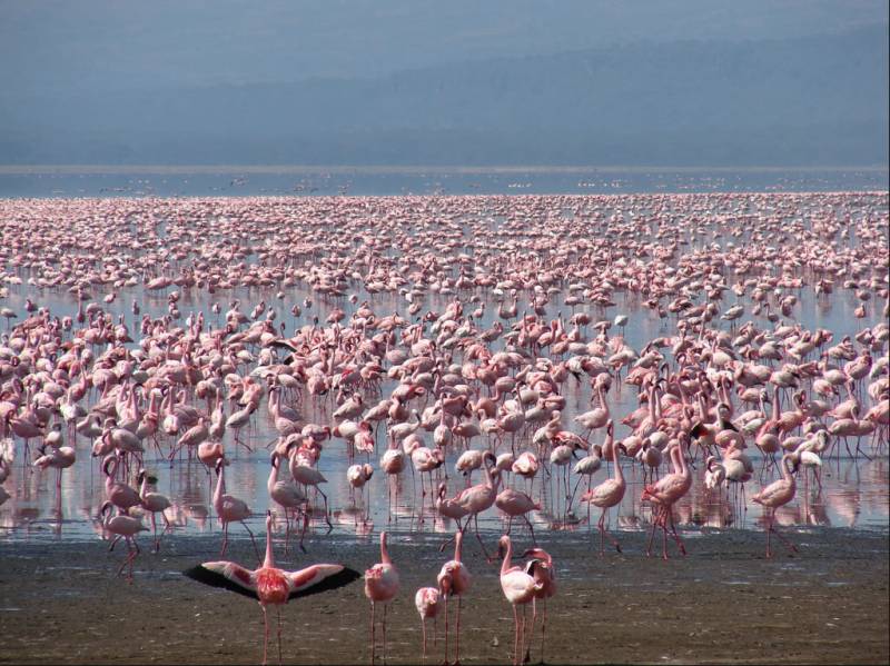 Kenya Tour Package 7 Days