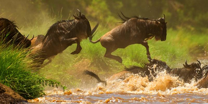 Kenya Tour Package 7 Days