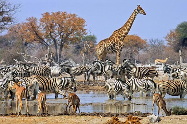 South Africa Tour Package 13 Days