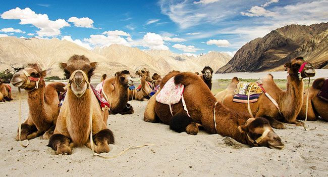 Jewels of Ladakh 6 Days