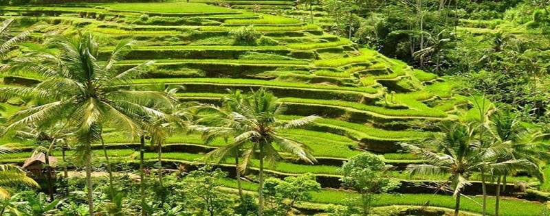 Exotic Bali Tour Package 5n6d