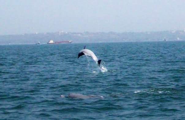 Grand Island Boat Trip with Snorkeling - Goa